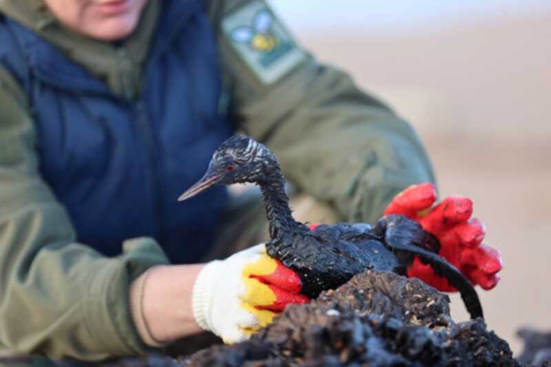 Нехватка волонтеров в Анапе после разлива нефти ставит под угрозу жизнь птиц